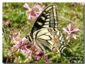 Papilio machaon